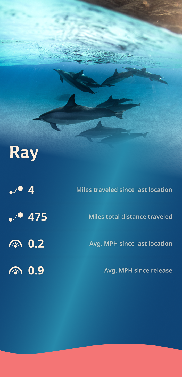 dolphin app about content body image