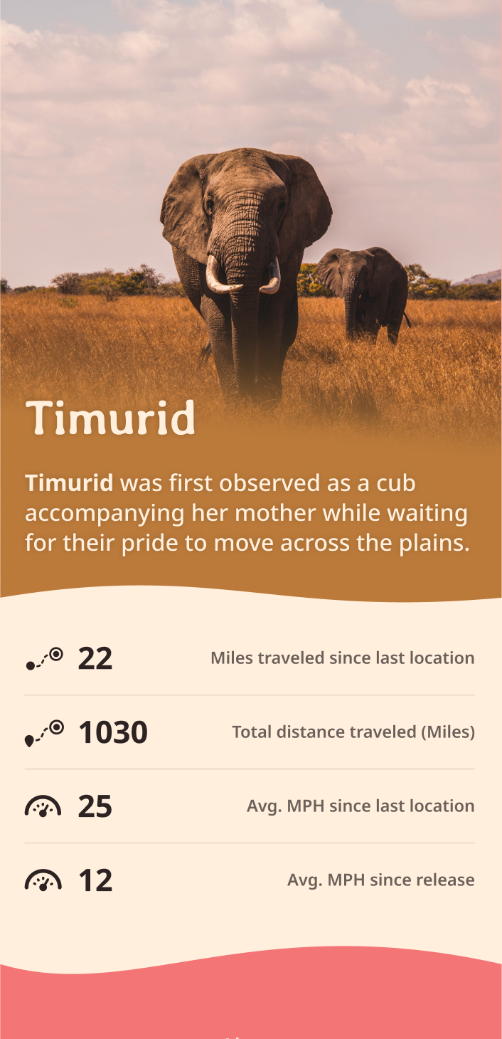 elephant app about content body image