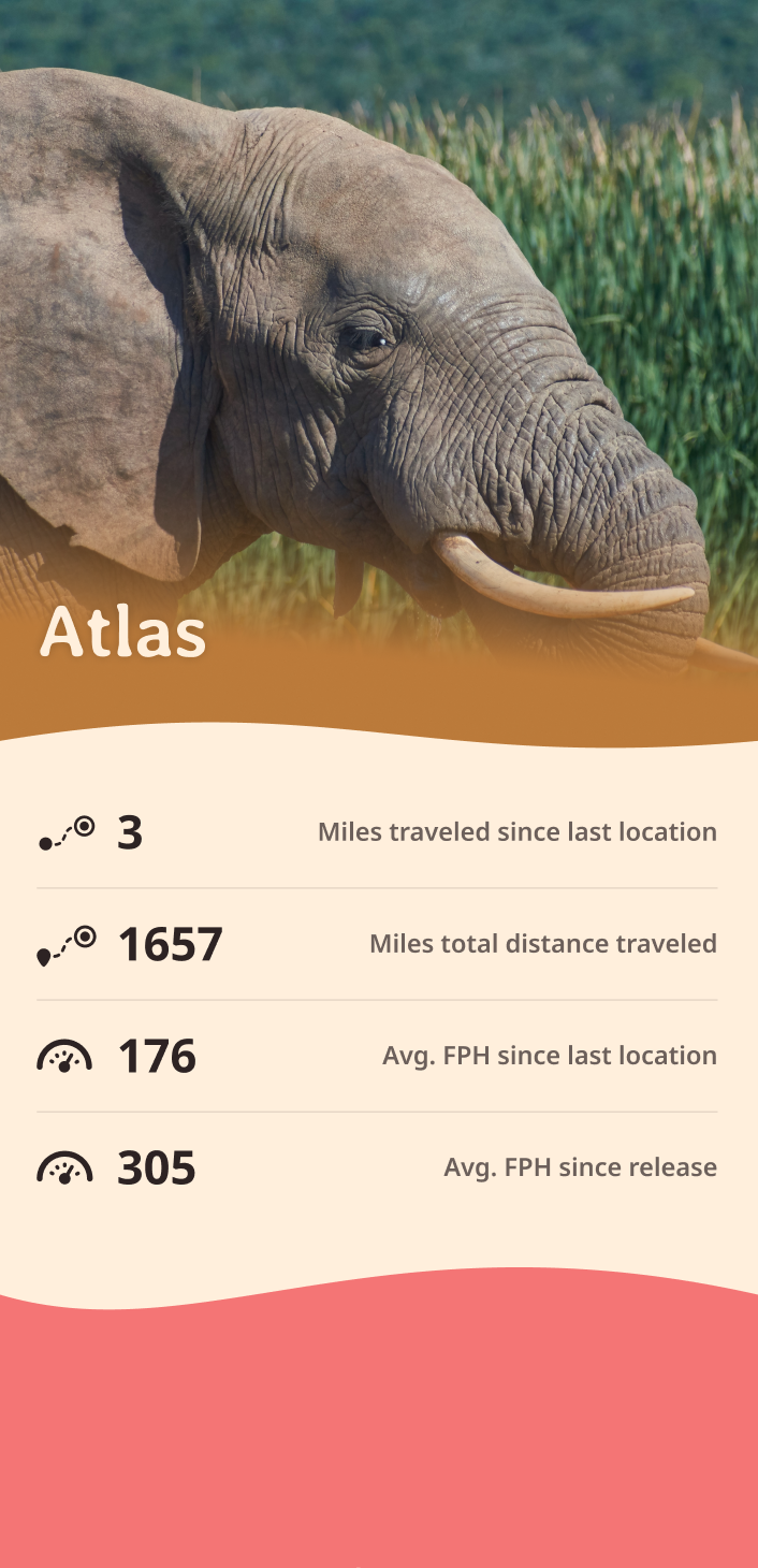 elephant app about content body image