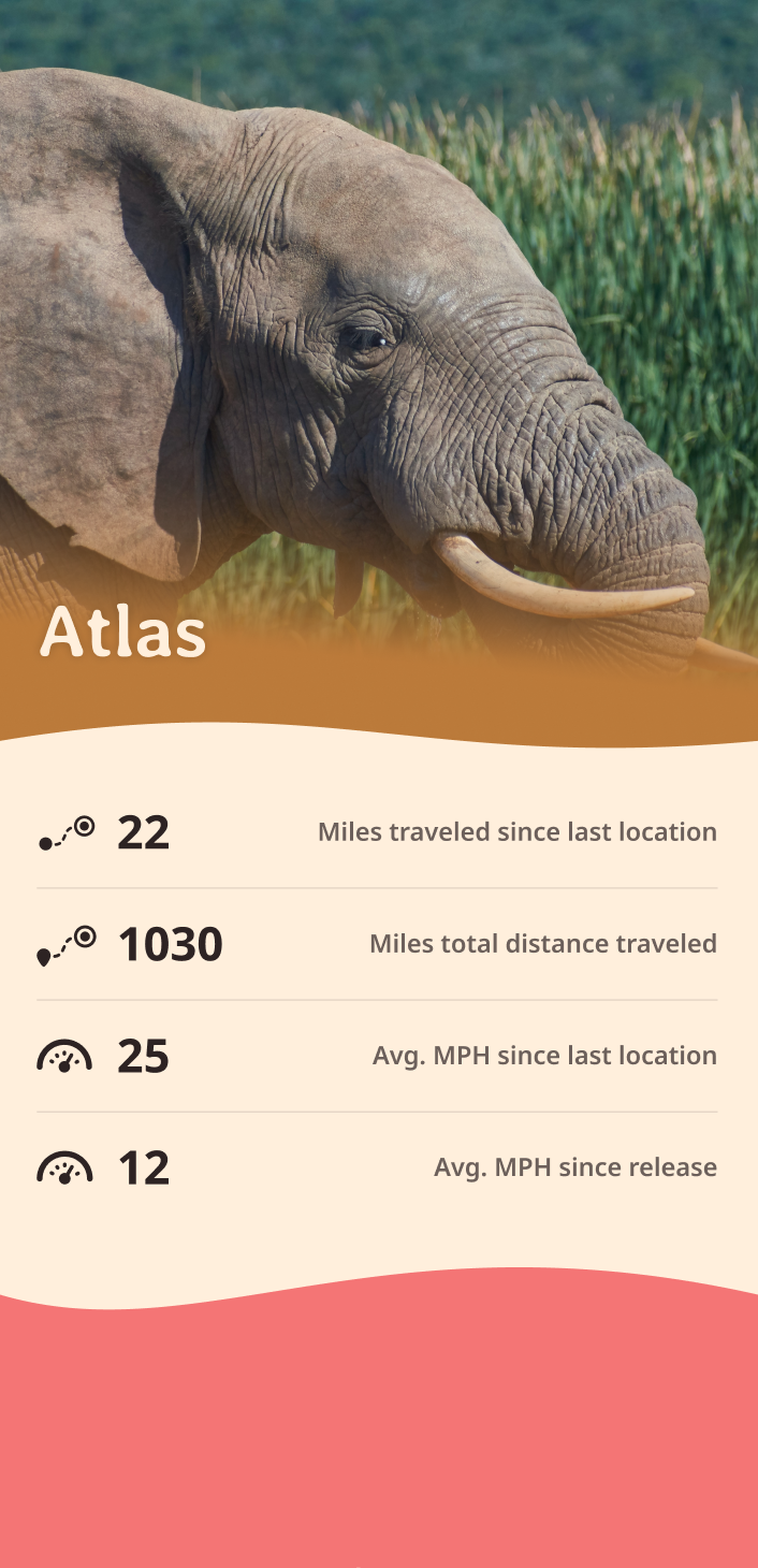 elephant app about content body image
