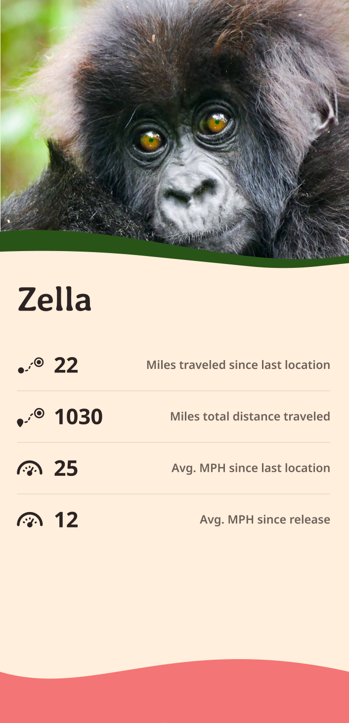 gorilla app about content body image