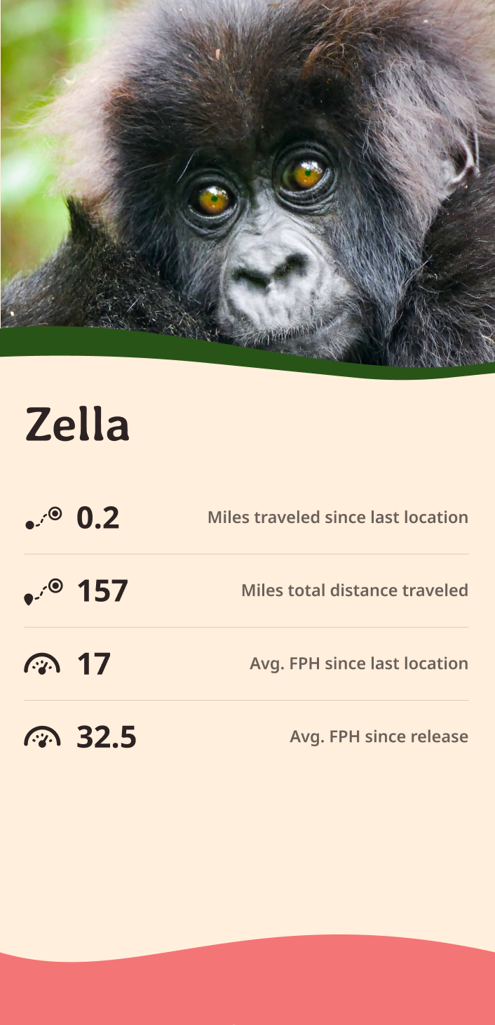 gorilla app about content body image