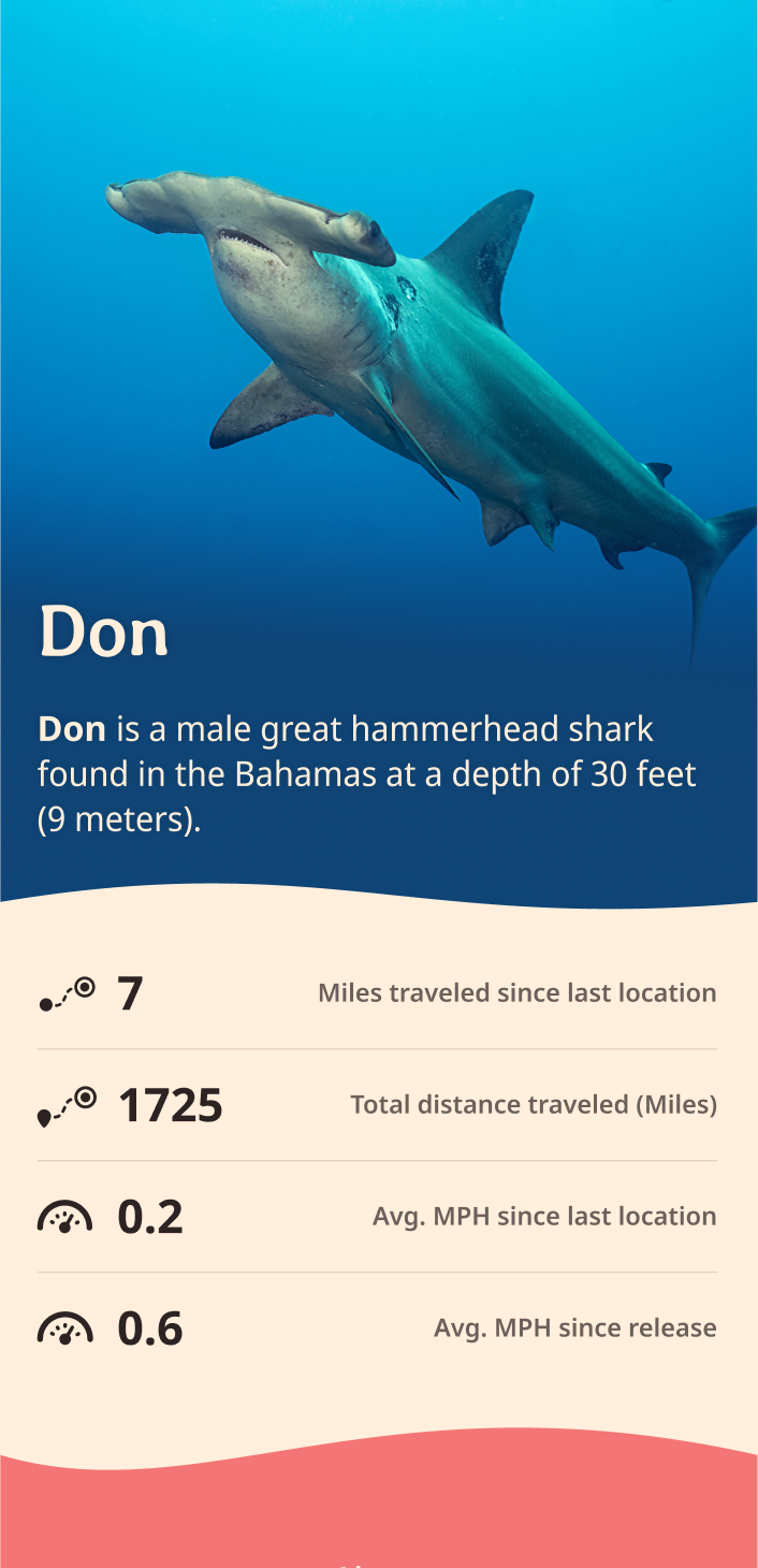 hammerhead app about content body image