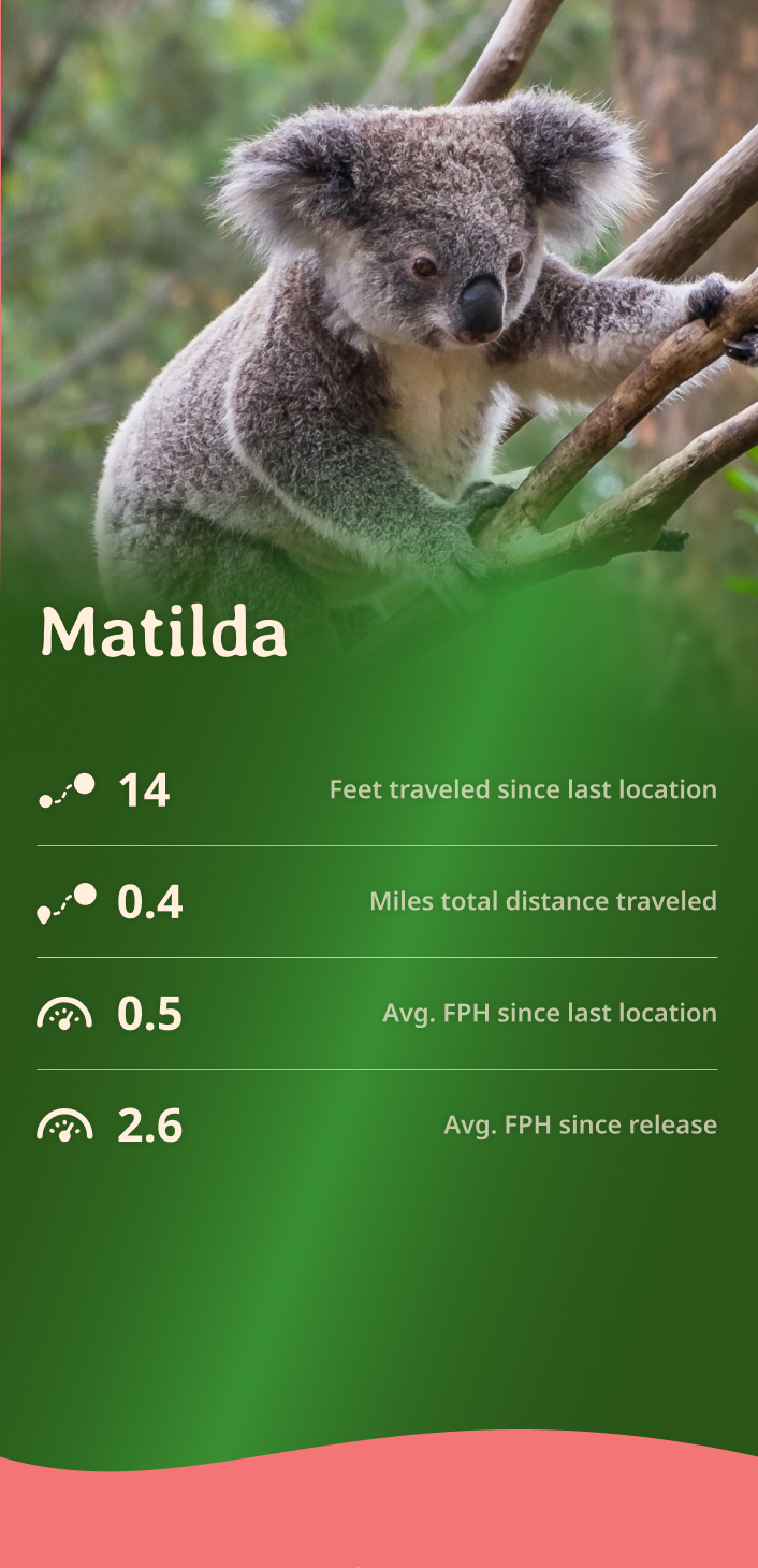 koala app about content body image