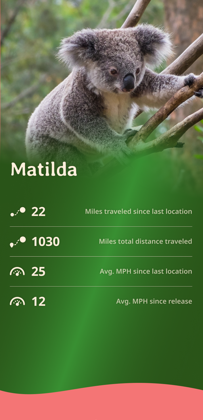 koala app about content body image