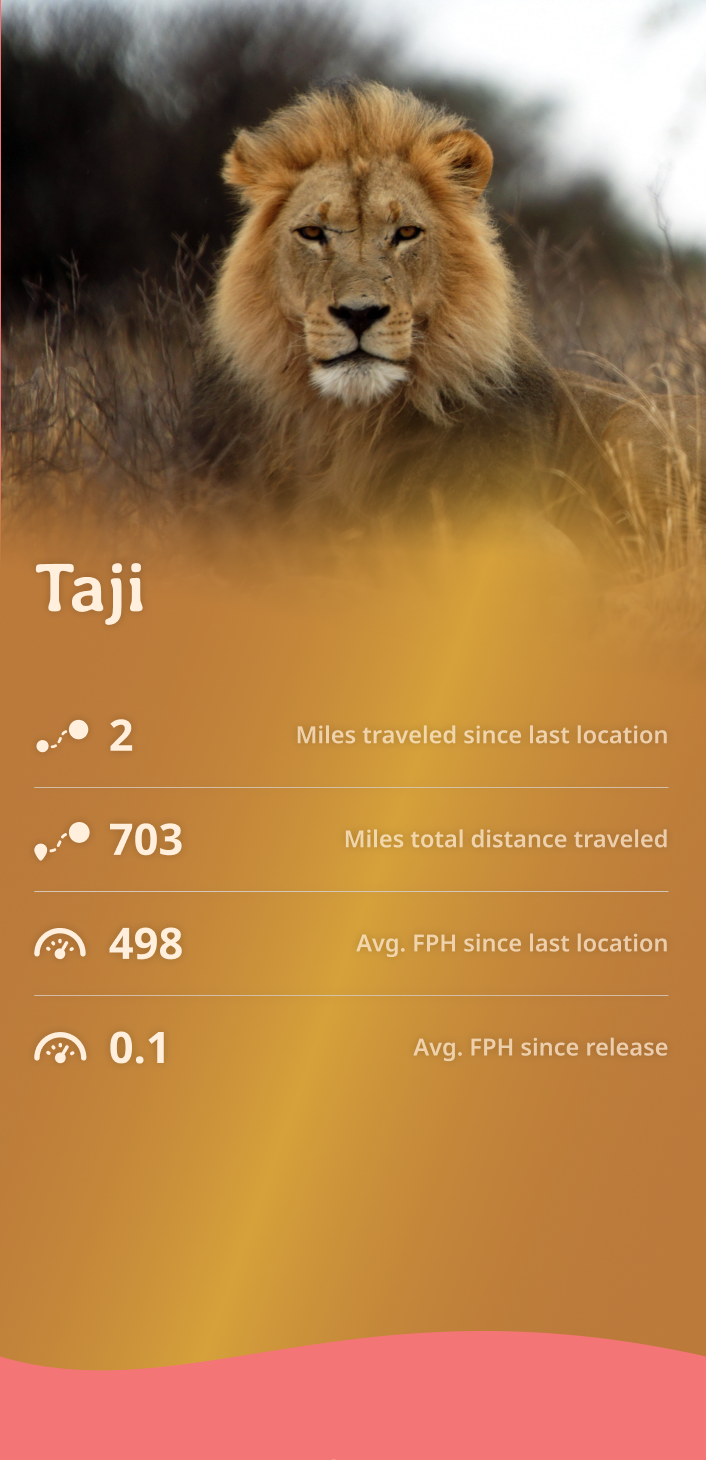 lion app about content body image