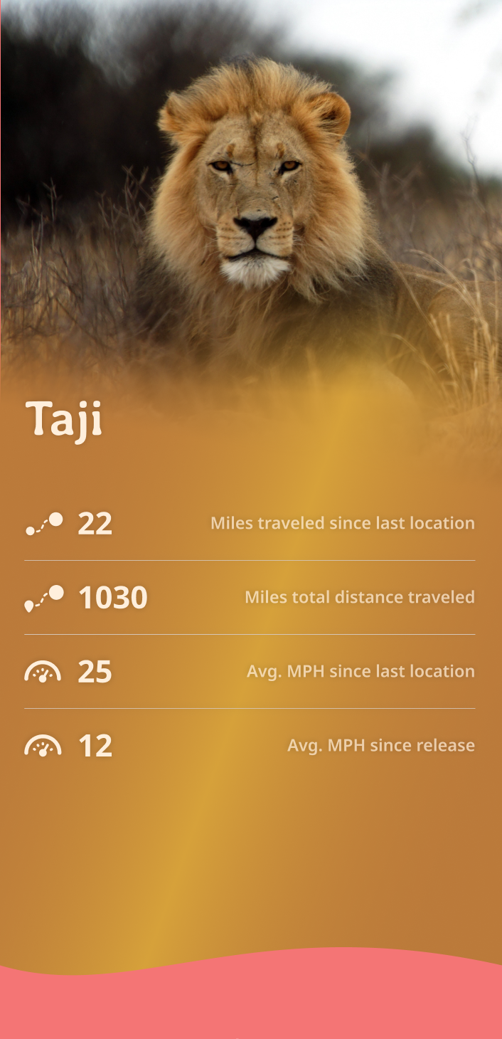 lion app about content body image