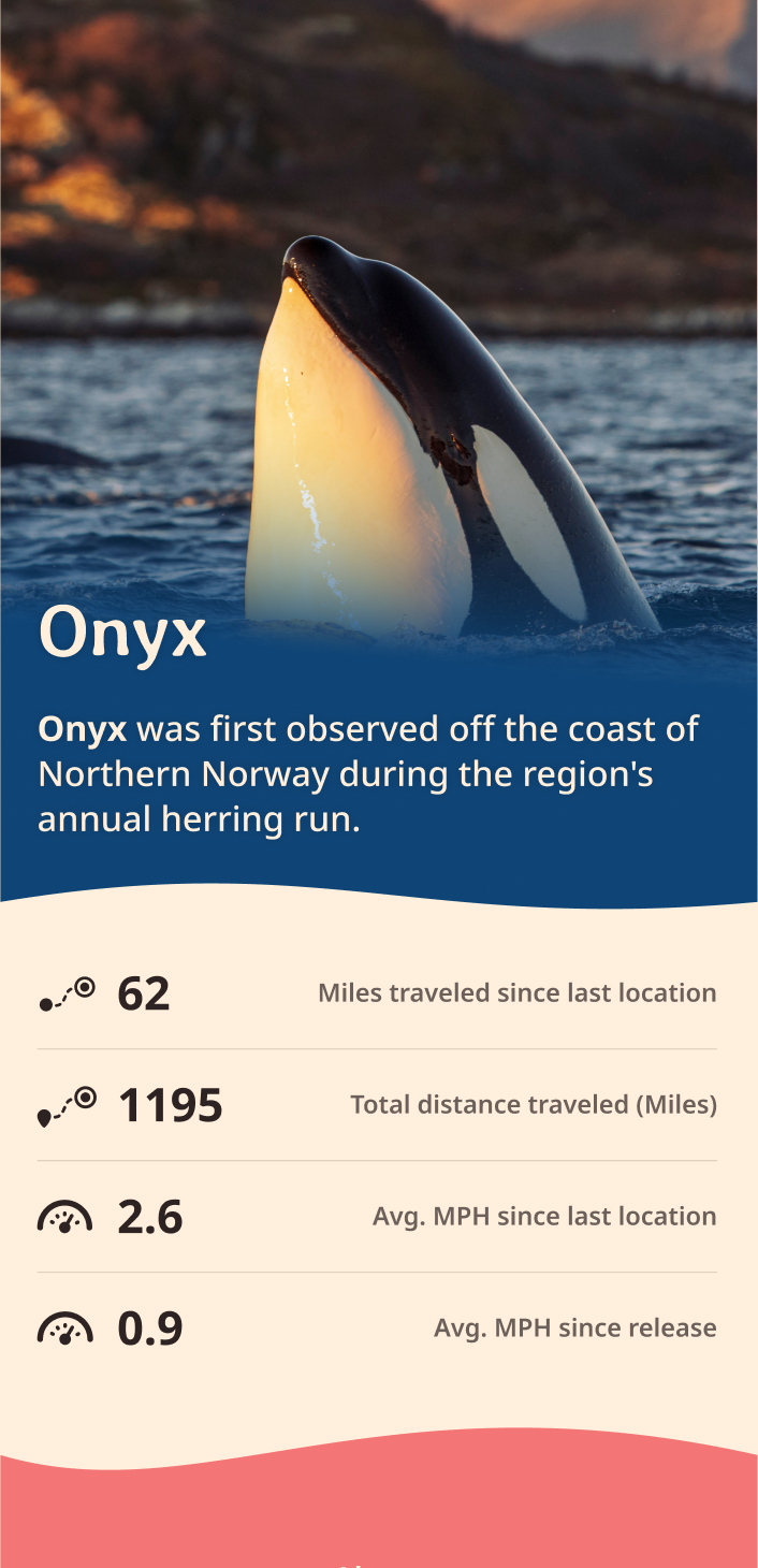 orca app about content body image