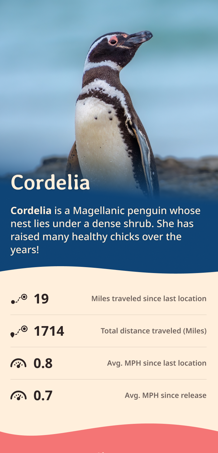 penguin app about content body image