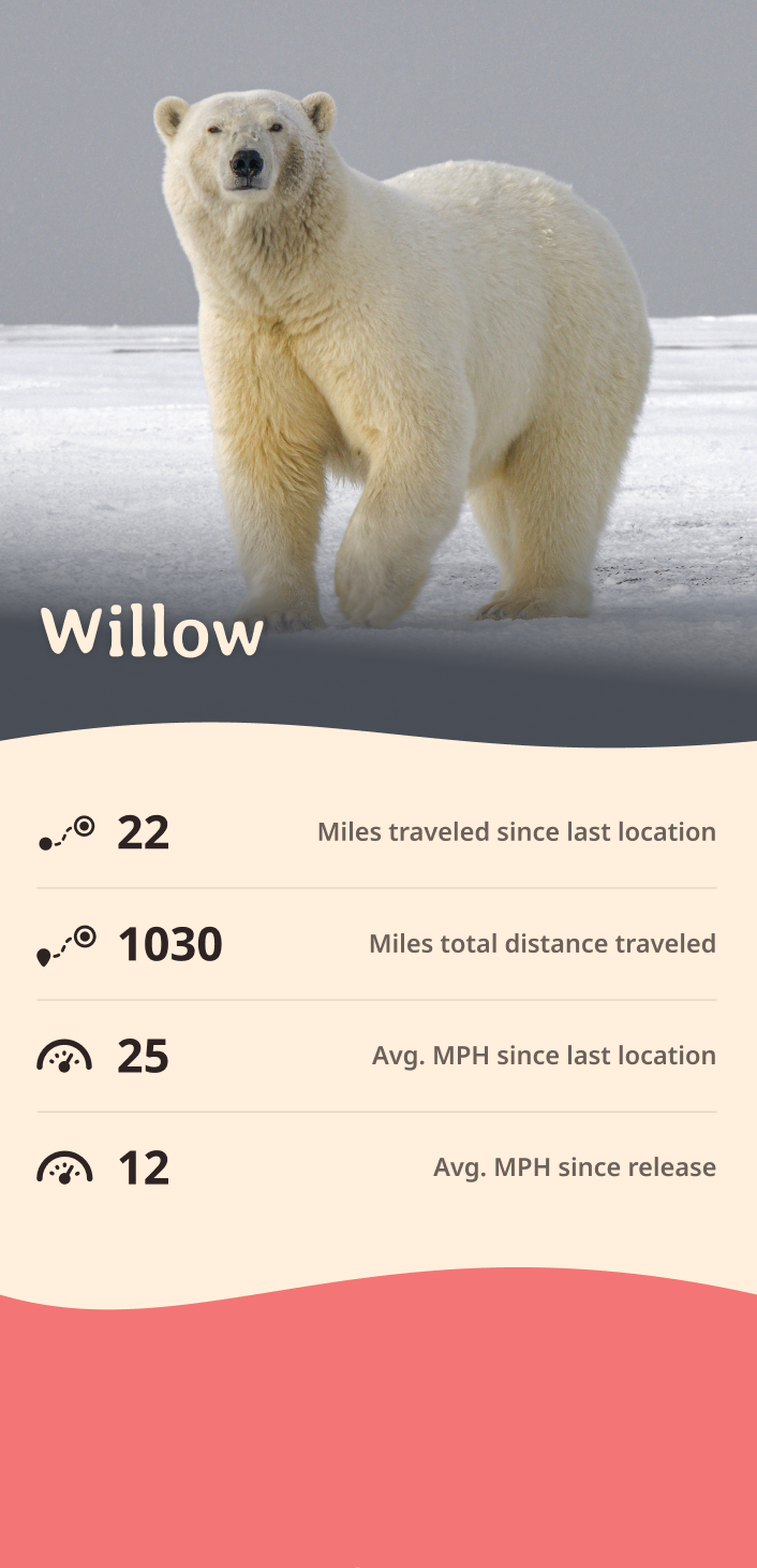 polar bear app about content body image