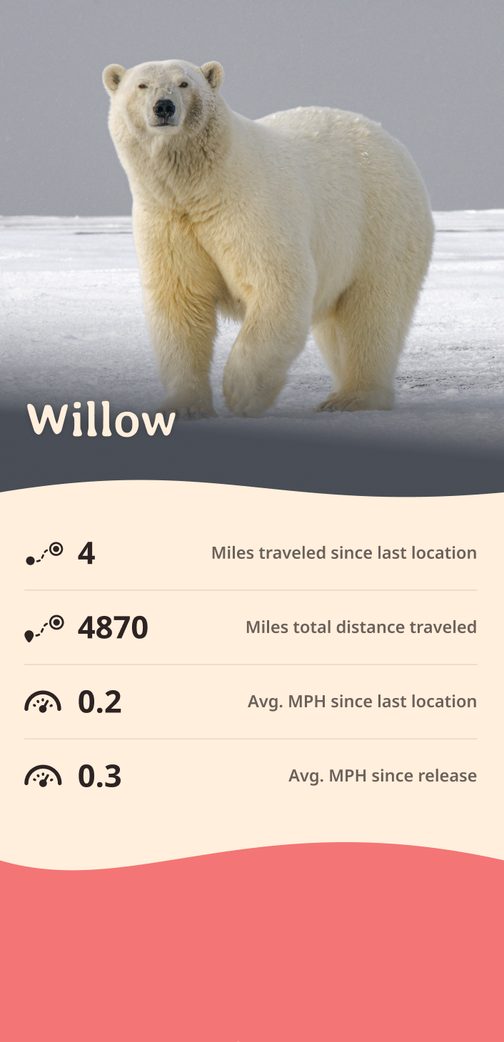 polar bear app about content body image
