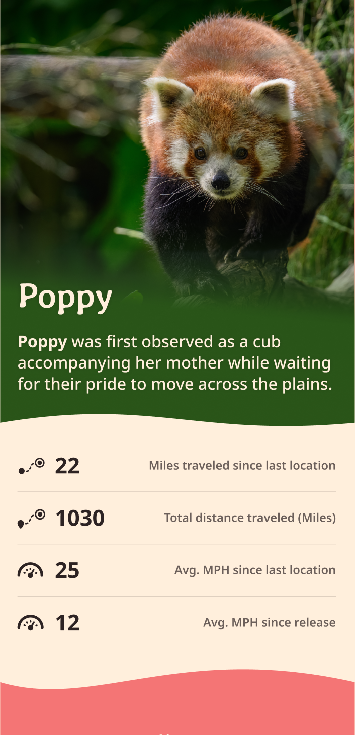 red-panda app about content body image