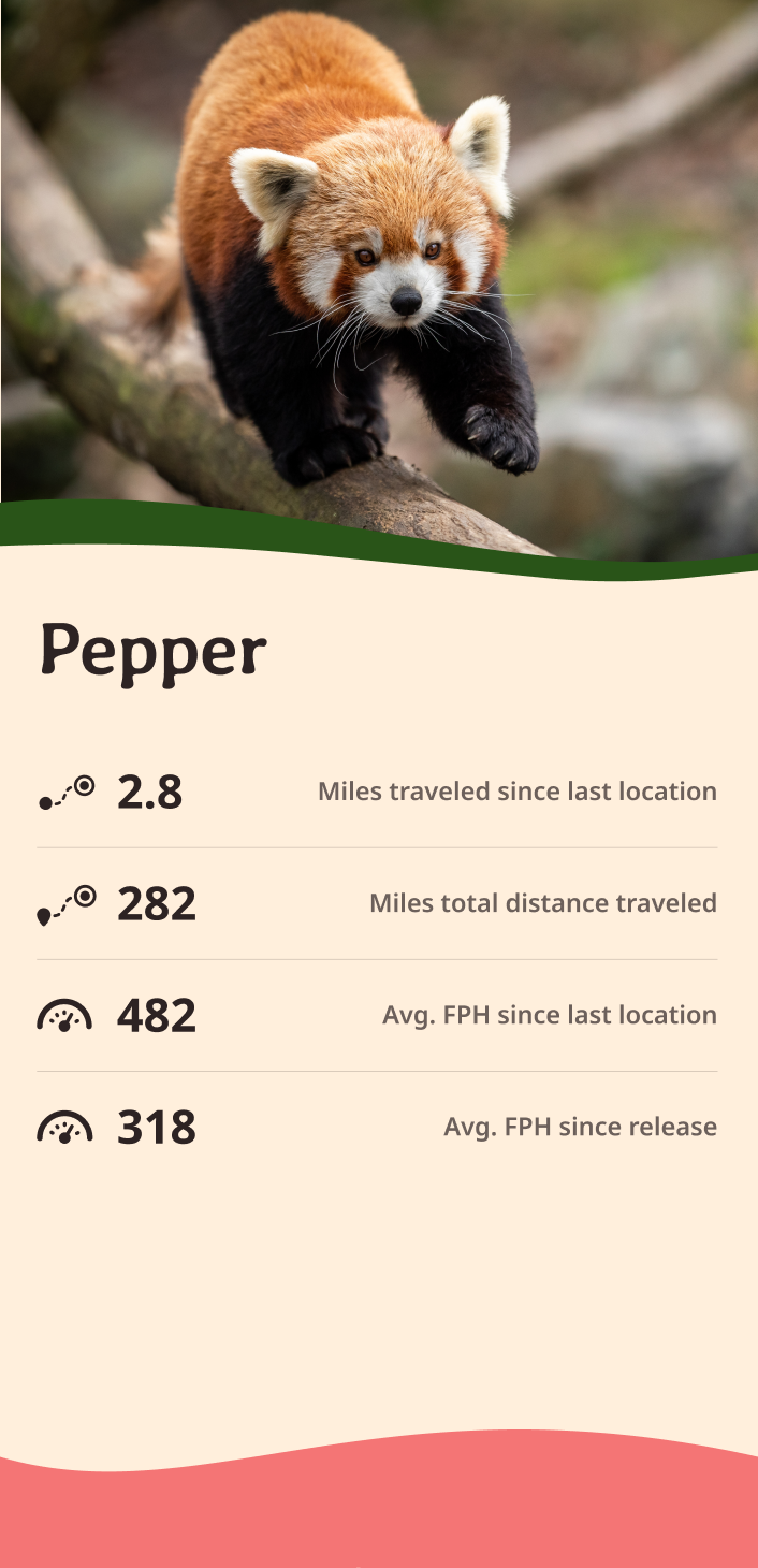 red-panda app about content body image