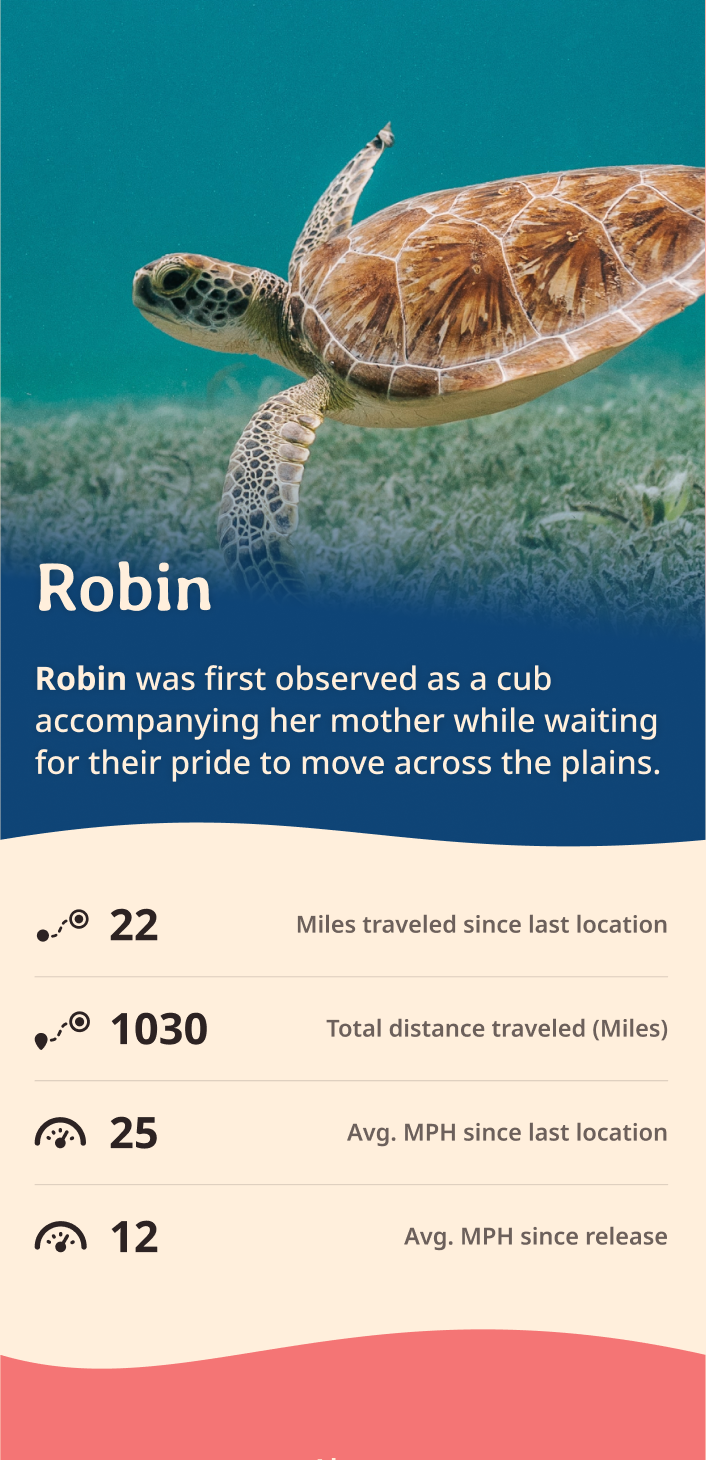 turtle app about content body image