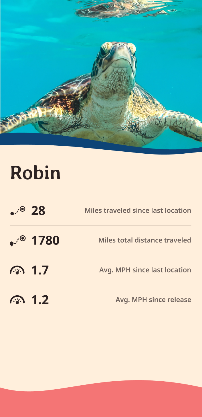 turtle app about content body image