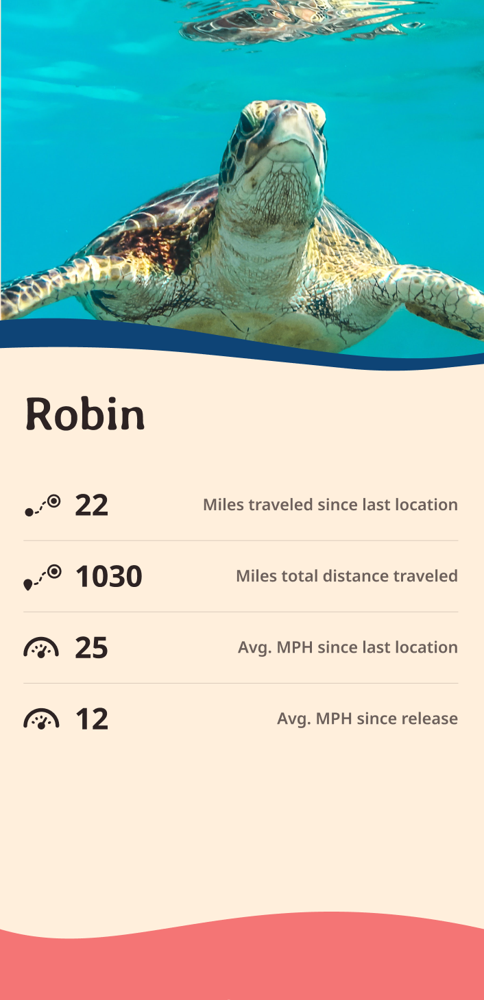 turtle app about content body image