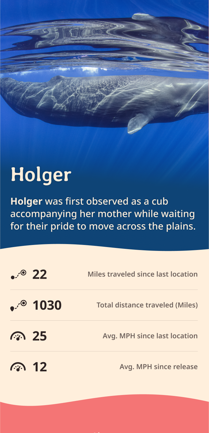 whale app about content body image