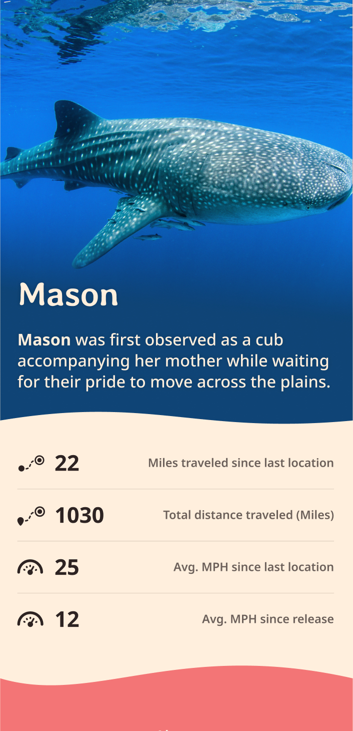 whale-shark app about content body image