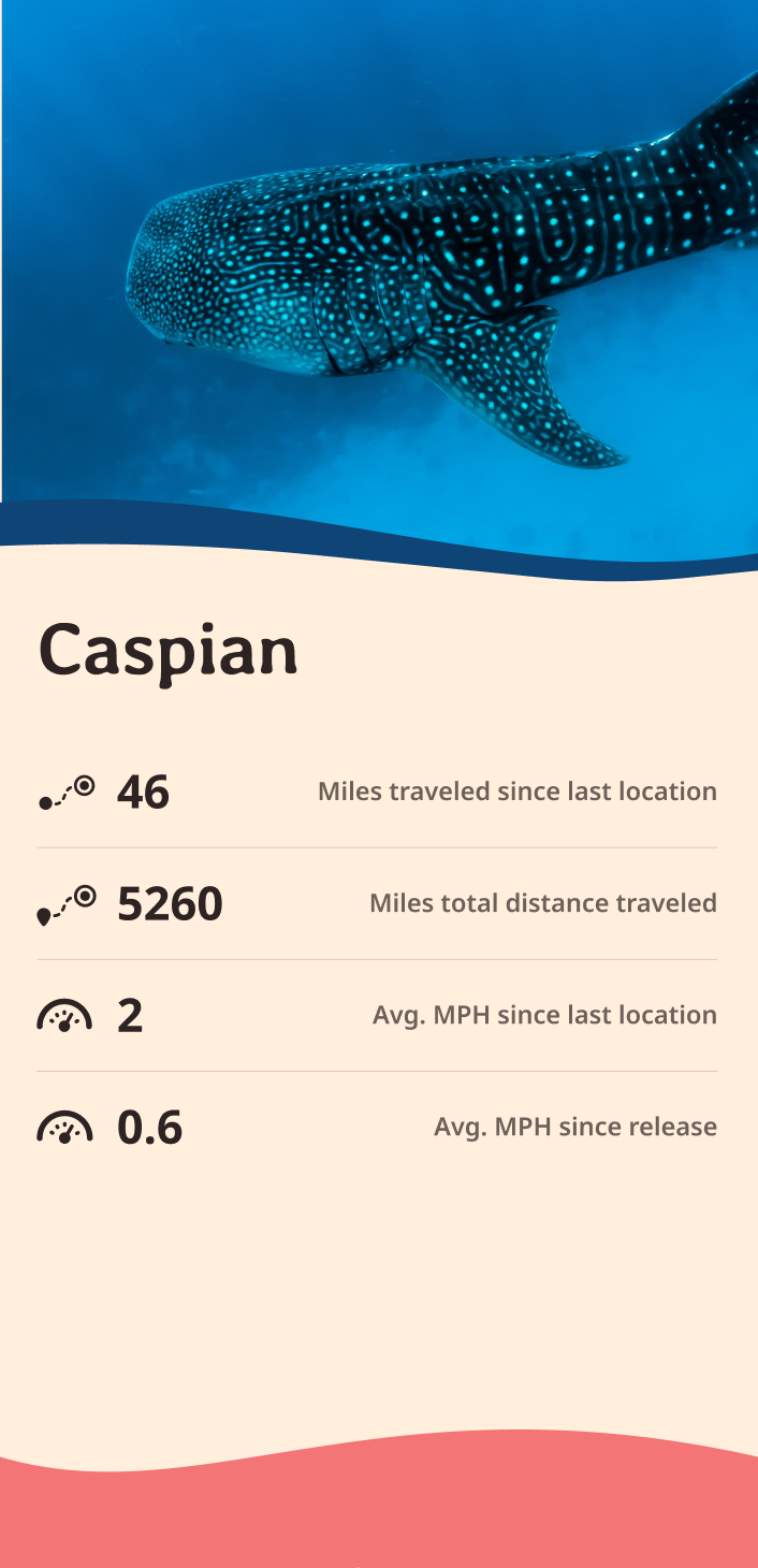 whale-shark app about content body image