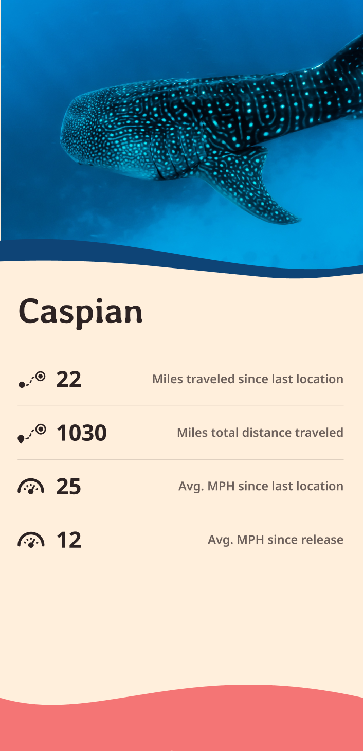 whale-shark app about content body image