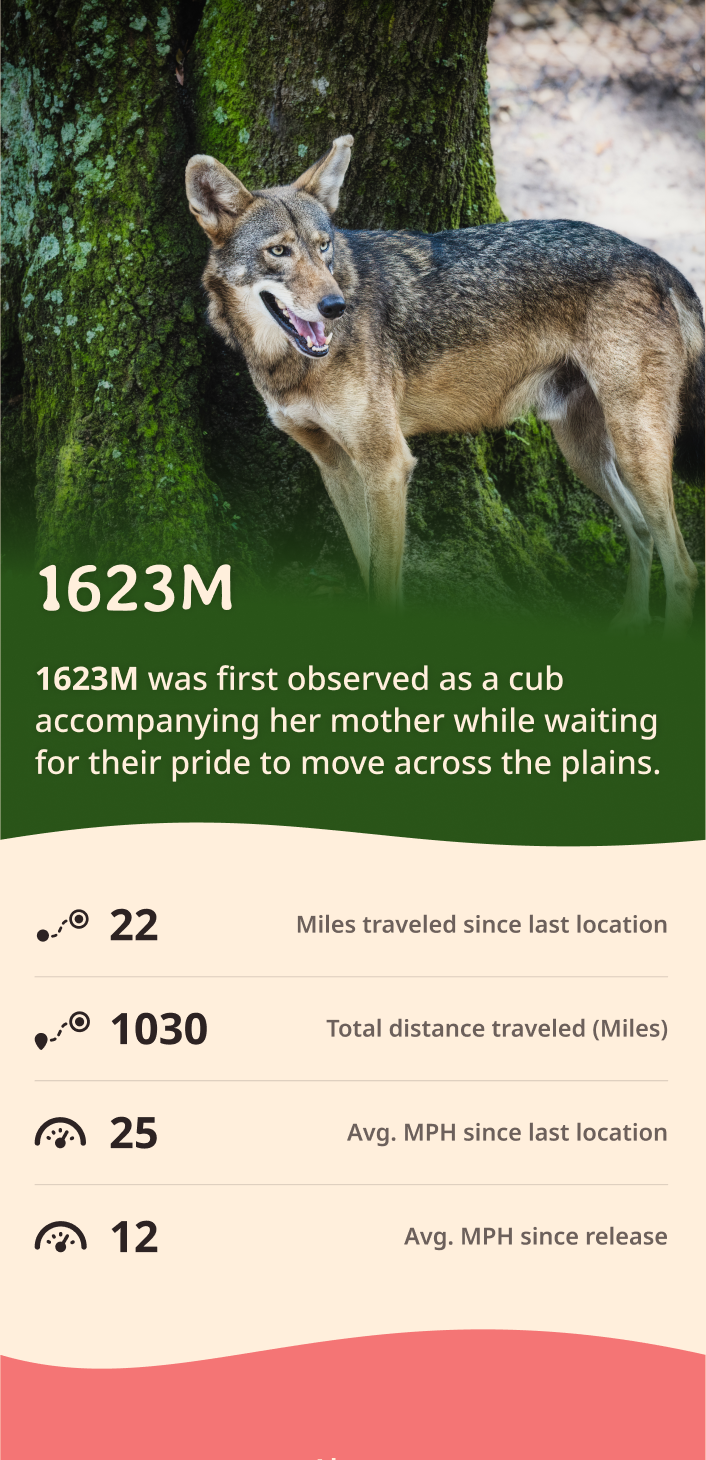 wolf app about content body image
