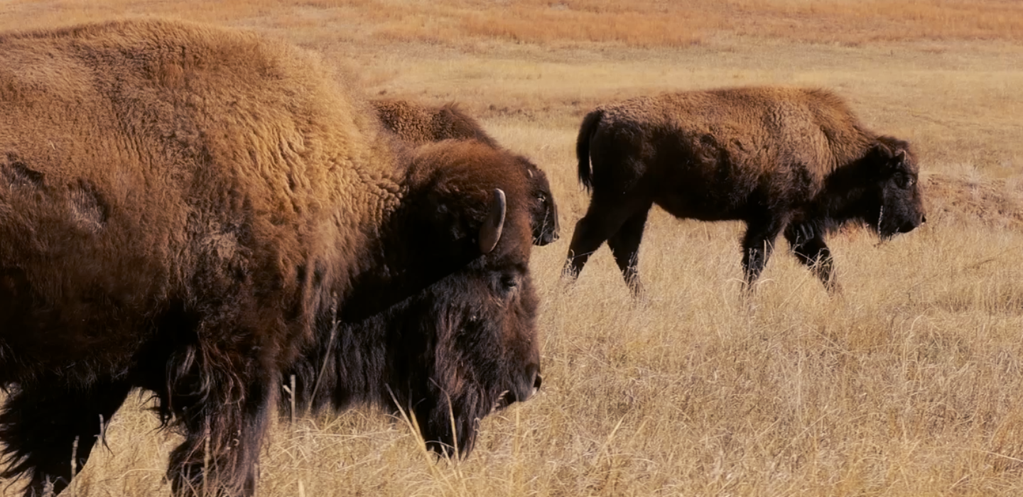Track A Real Bison