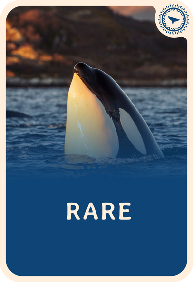 fahlo tracking card