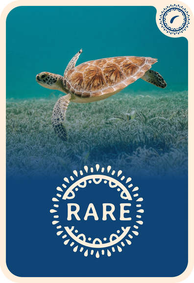 fahlo tracking card