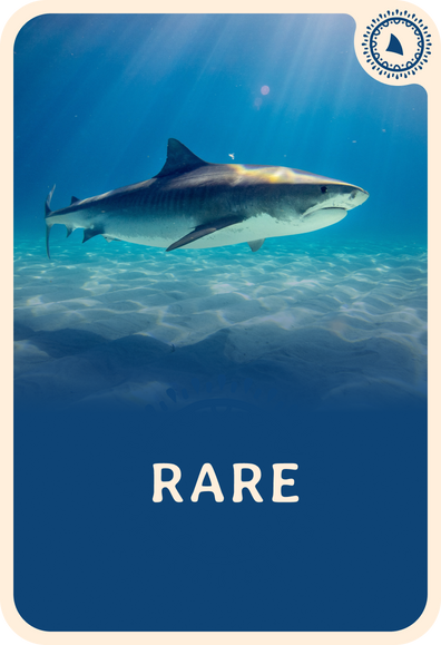 fahlo tracking card