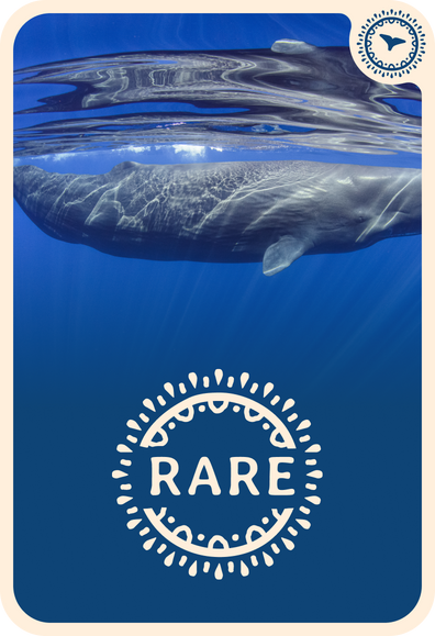fahlo tracking card