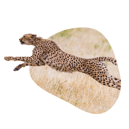 Cheetahs