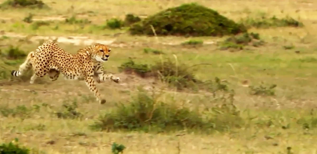 Track A Real Cheetah