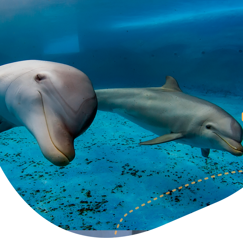 dolphin