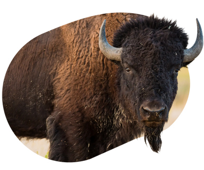 Bison