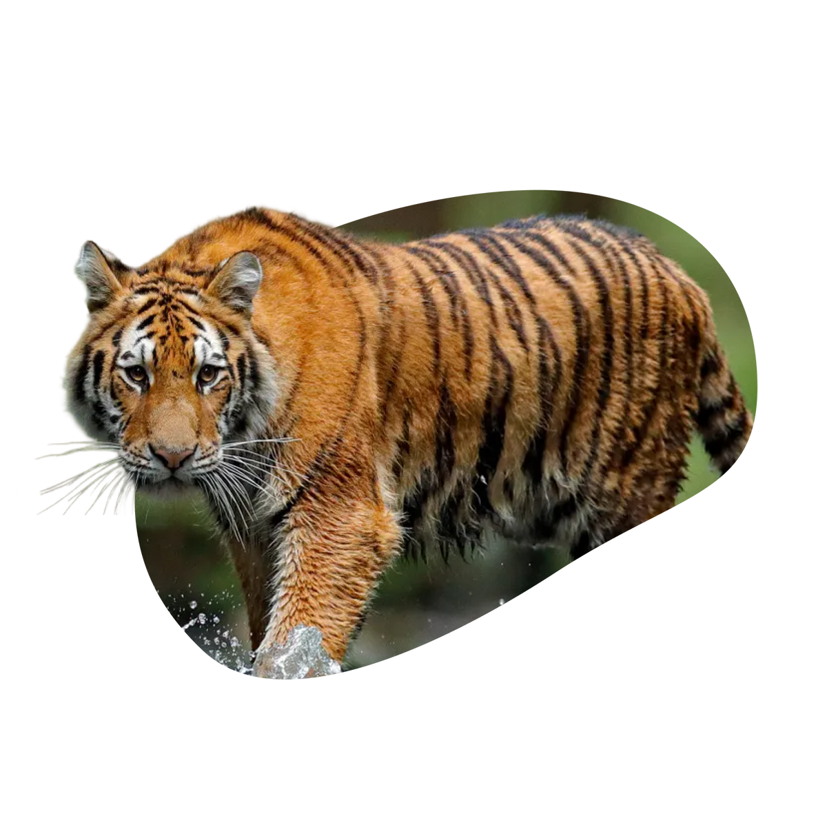 common question image