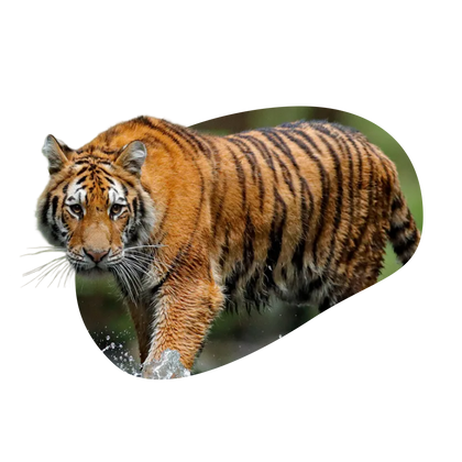 Tigers