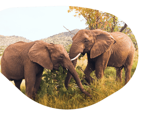 Track the<br>Elephants