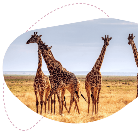 Track the<br>Giraffes