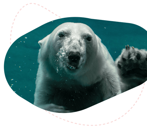 Track the<br>Polar Bears
