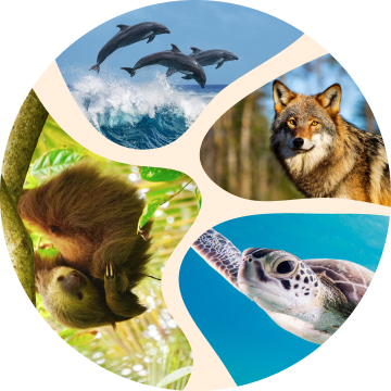 detail caption image one