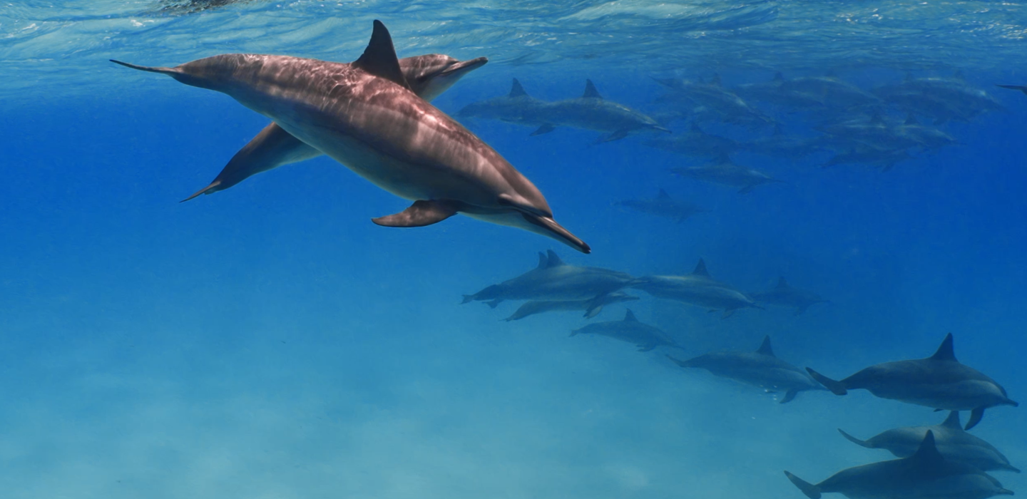 Track A Real Dolphin