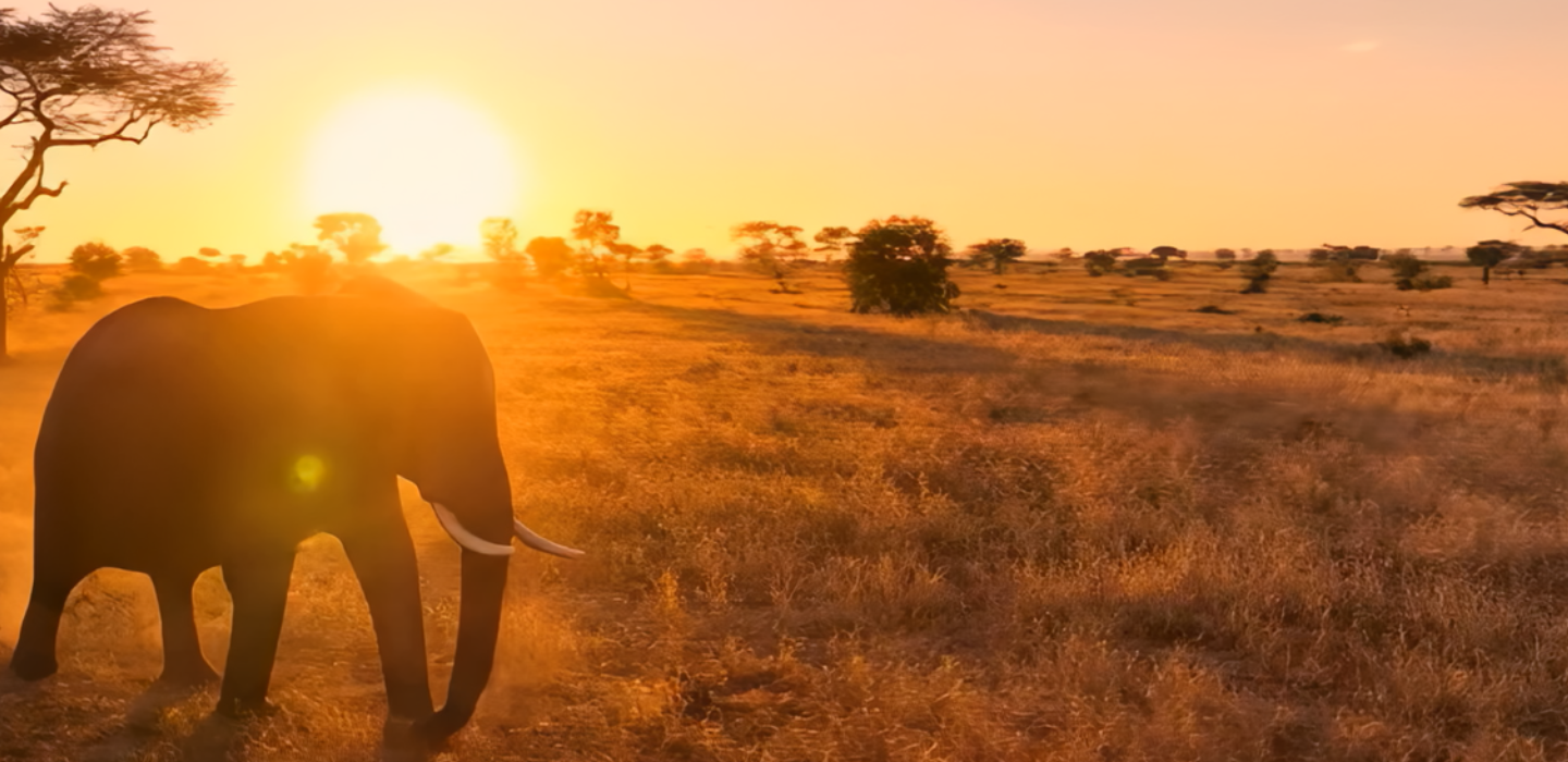 Track A Real Elephant