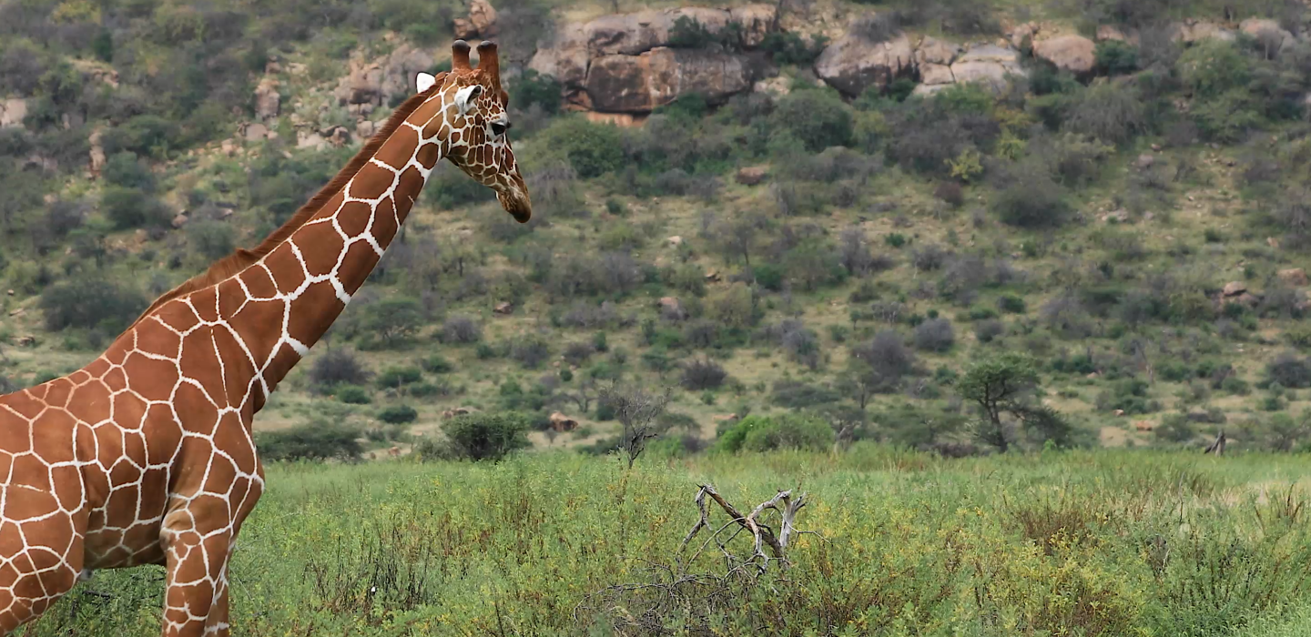 Track A Real Giraffe