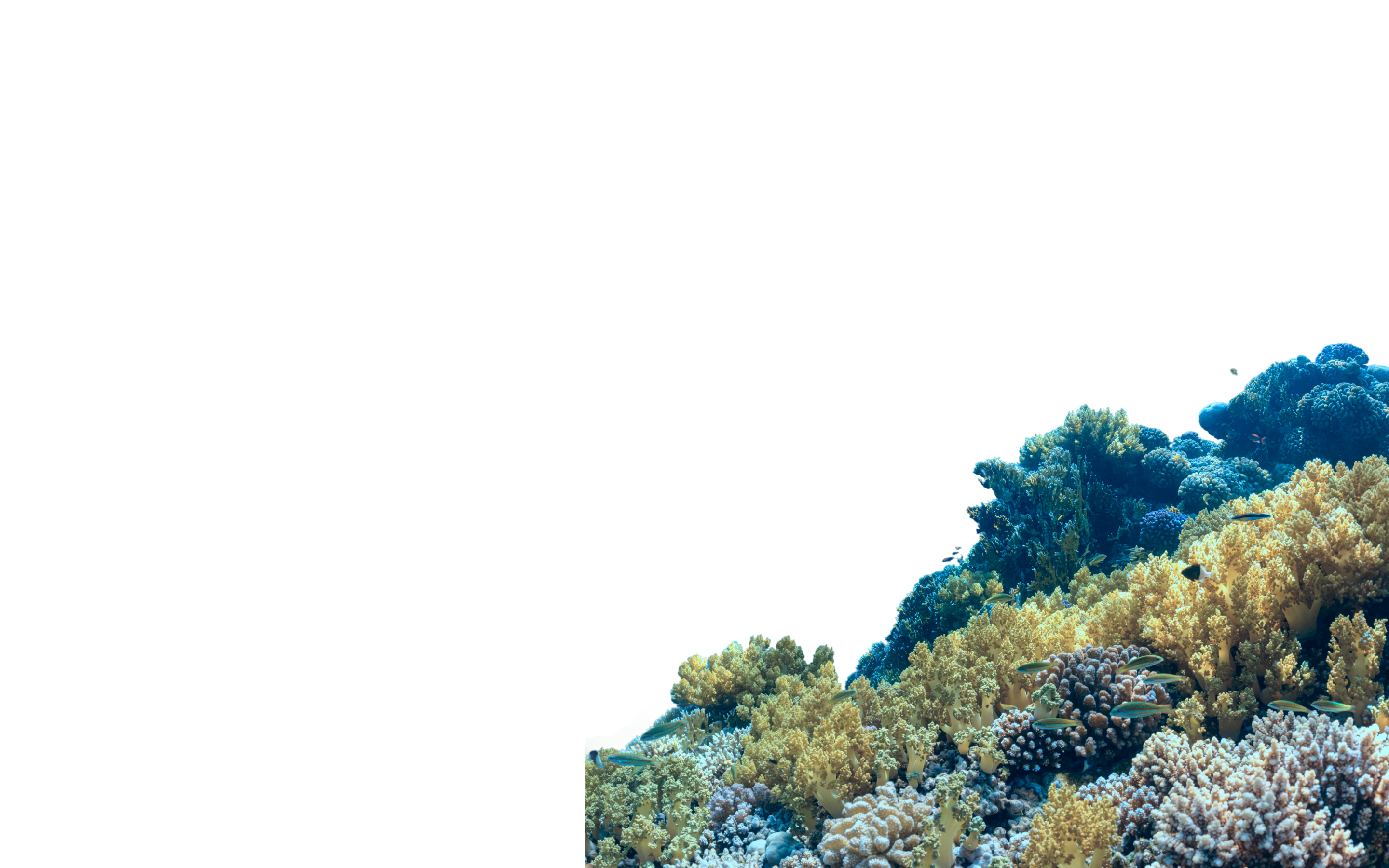 Coral reef
