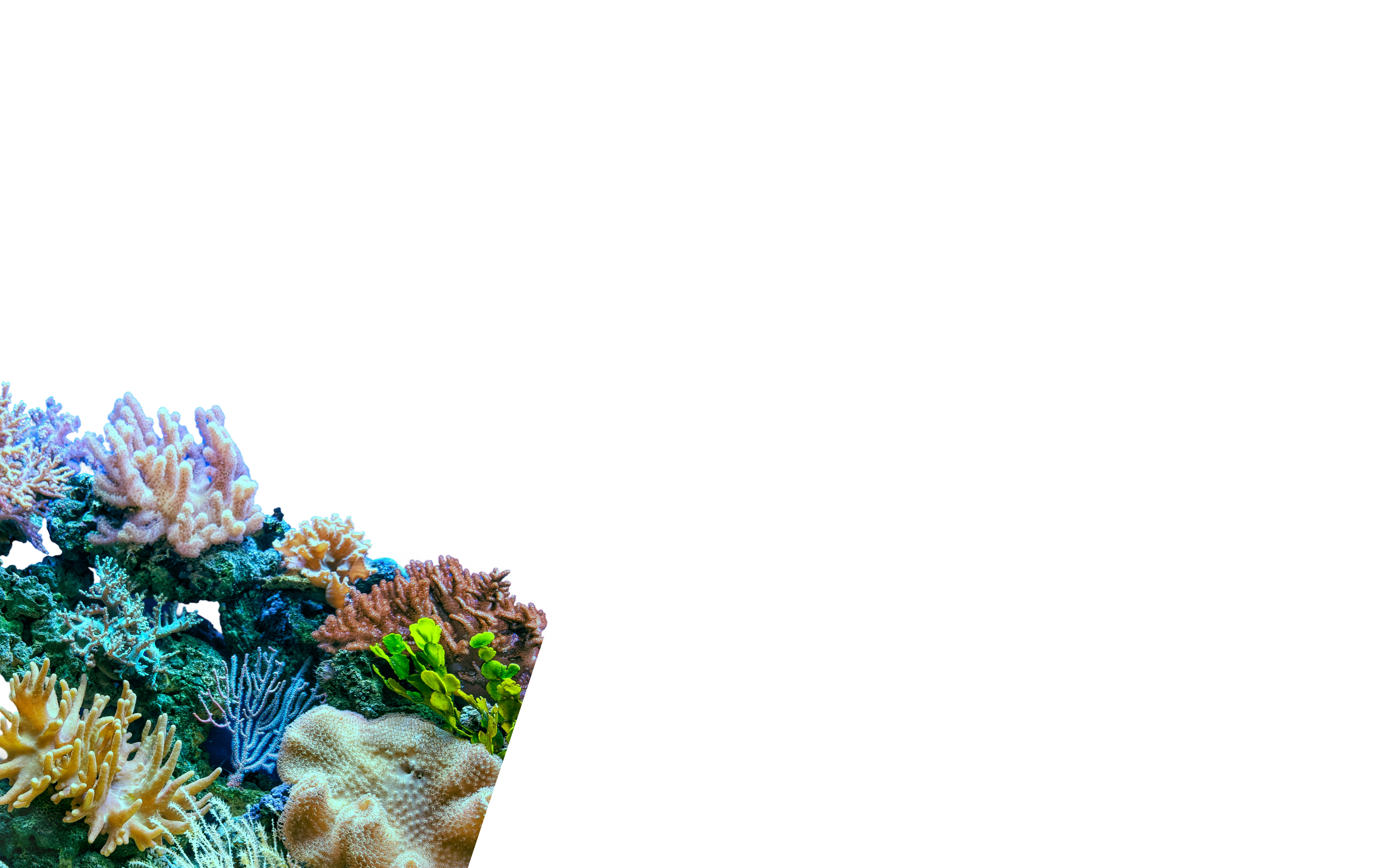 Coral reef
