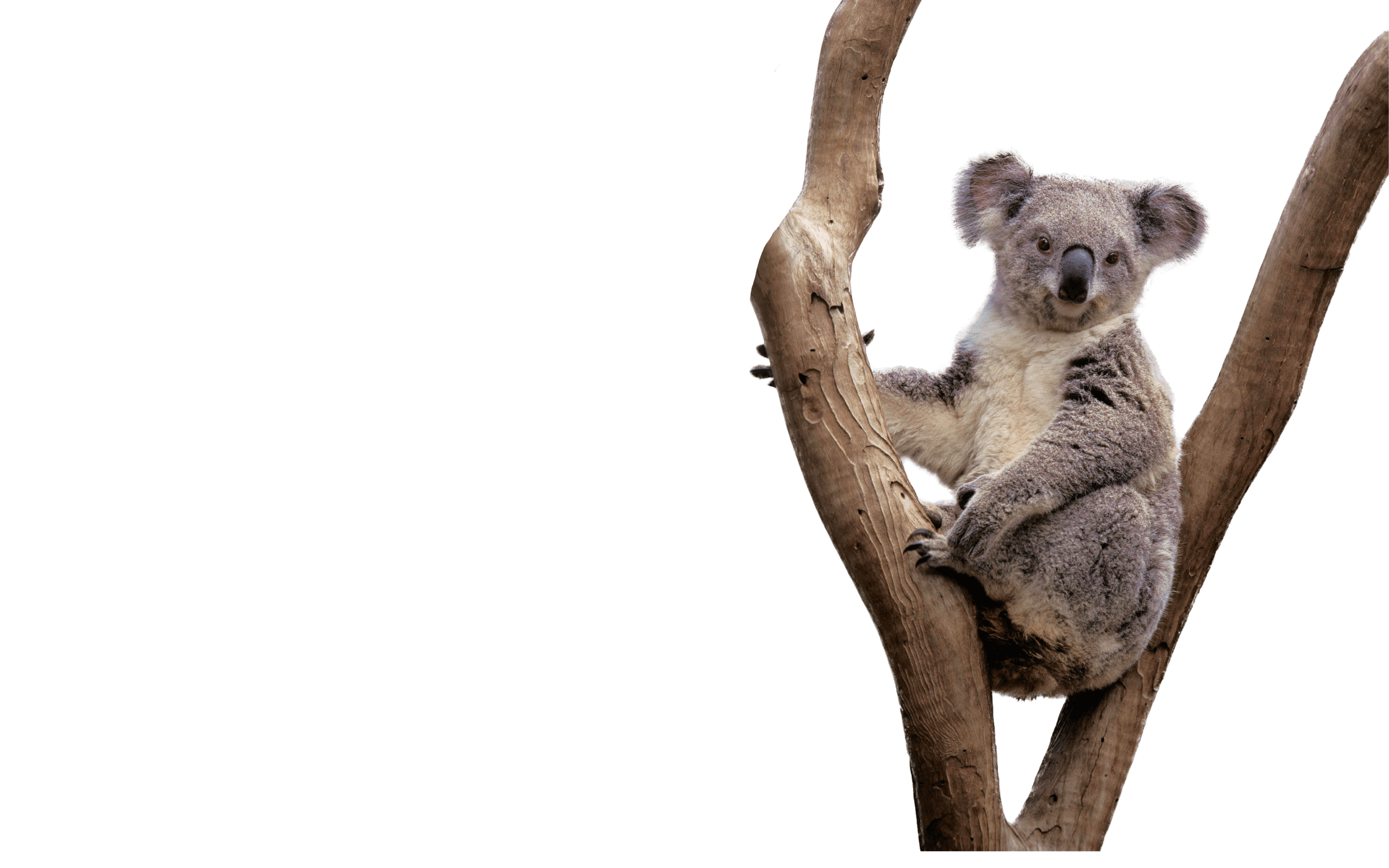 koala sitting on a branch