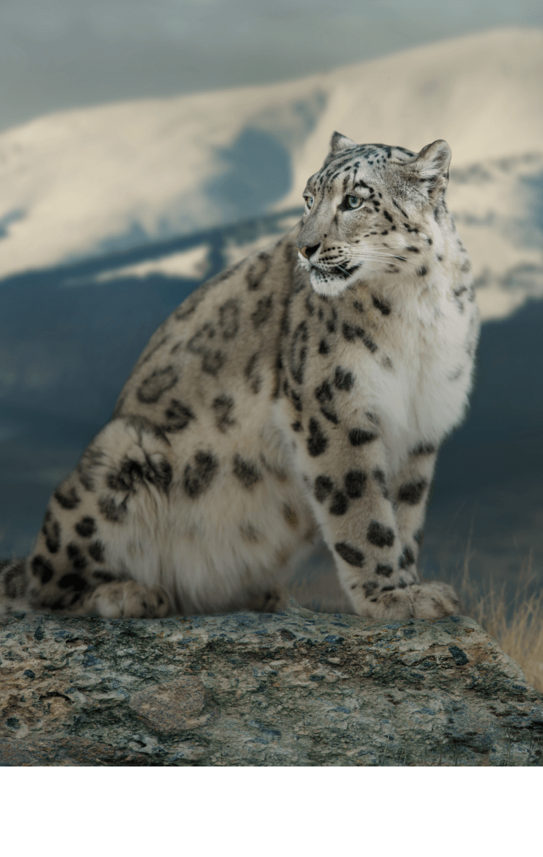 Snow leopard in the mountains