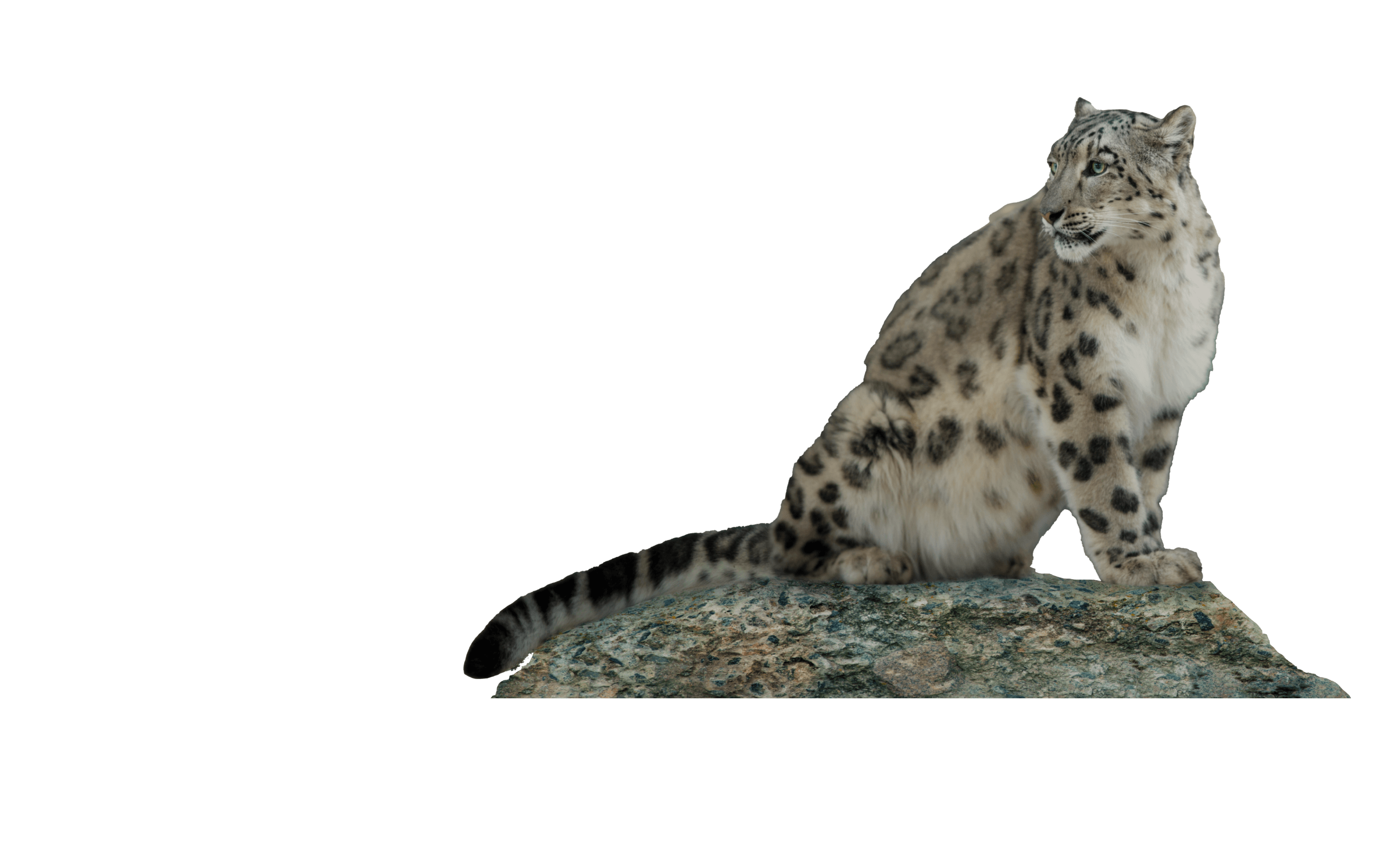 snow leopard sitting on a rock