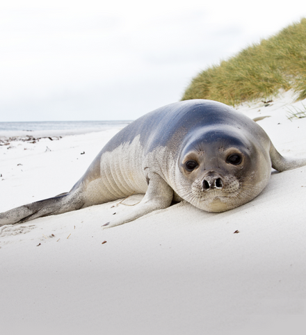 Background image of Seals