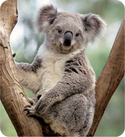 Background image of Koalas